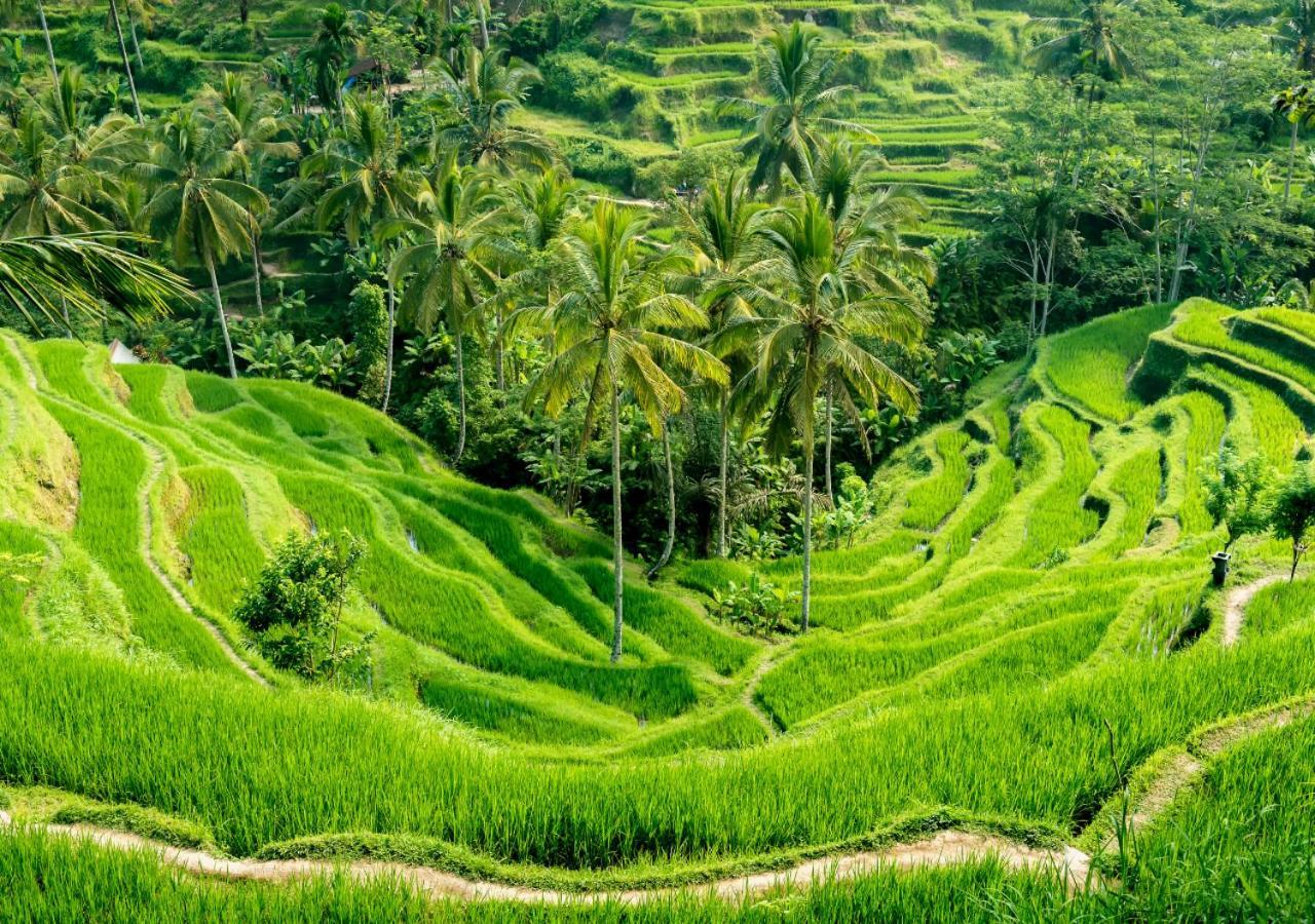 Capung Asri Eco Luxury Resort With Private Pool Villas Bedulu Exteriér fotografie