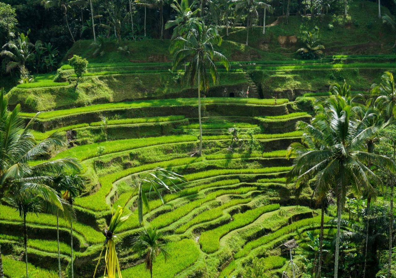 Capung Asri Eco Luxury Resort With Private Pool Villas Bedulu Exteriér fotografie